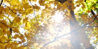 黄色的枫叶在日本的秋天，大自然镜头慢镜头
