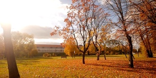 美丽的秋园，树叶在金光下，阳光灿烂的日子，缓缓莫动，风景如画