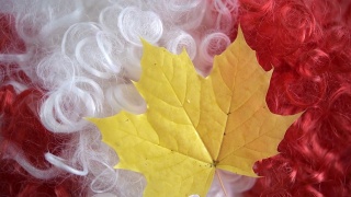 枫叶是加拿大的象征视频素材模板下载