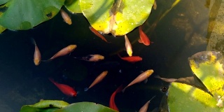 小池塘里的鱼