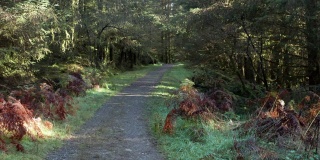 高角度的看法，在一段松树林在一个偏远的农村位置邓弗里斯和加洛韦步道