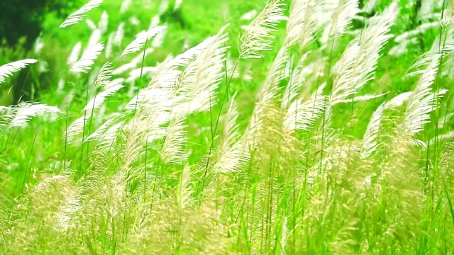 白色的草花随风摆动在绿色的草地背景