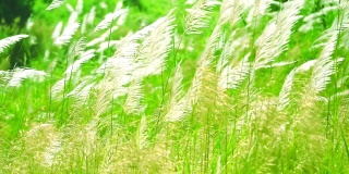 白色的草花随风摆动在绿色的草地背景