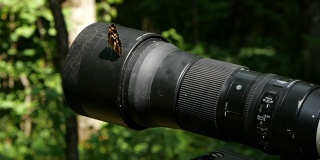 蝴蝶和镜头