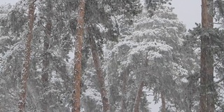 城市公园里下大雪