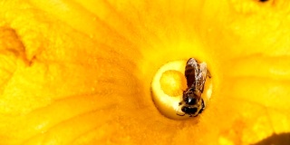 蜜蜂收集花粉宏镜头