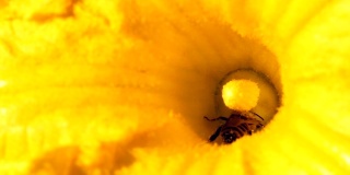蜜蜂和南瓜花