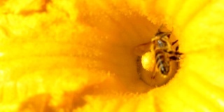 蜜蜂在南瓜花上收集花粉