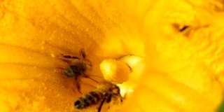 蜜蜂收集花粉近距离