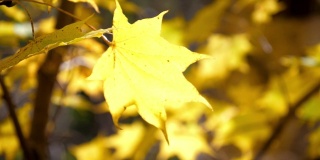 黄色的枫叶在日本的秋天，大自然镜头慢镜头