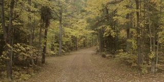 孤立的森林道路