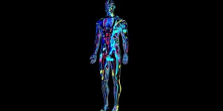 x射线人体主体彩色，人体主体扫描