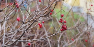 冬天花园灌木丛里冰冻的红浆果