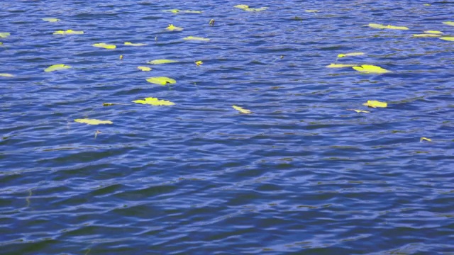 秋天的大沼池水面荡漾。