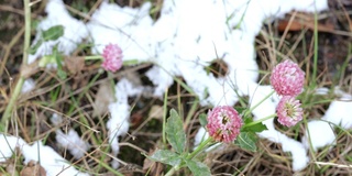 三叶草花与雪