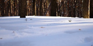 低矮的松林上覆盖着洁白的白雪。白雪覆盖的树林里美丽的冬日。模糊的背景。冬天的概念。慢镜头摄影