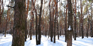 风景秀丽的松林上覆盖着皑皑白雪。明亮的阳光穿过高高的树干，照亮了树林。美丽的自然景观。冬天的概念。慢动作