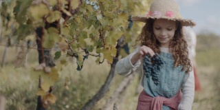 可爱的小女孩在收获葡萄