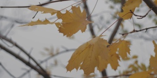 黄色的枫叶在秋天的风中生长。秋天的树叶。缓慢的运动。4 k的视频。23.98帧/秒