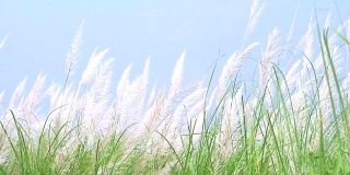 糖自然白草花随风摆动在绿色草地蓝天背景