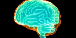 人脑神经系统的中枢器官