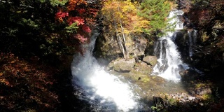 龙津瀑布在秋天与森林改变颜色的日光日本，慢镜头