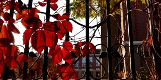 秋天铁栅栏上的红叶