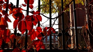 秋天铁栅栏上的红叶视频素材模板下载
