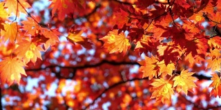 枫叶的红色，日本的秋日，大自然的镜头慢镜头