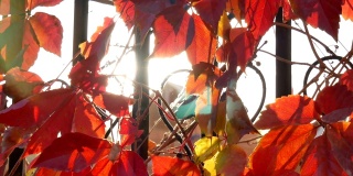 秋天铁栅栏上的红叶