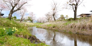 樱花和宁静的河在大野Hakkai，日本