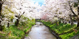 樱花和宁静的河在大野Hakkai，日本