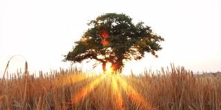 夏日日落时，麦田里孤零零的一棵老橡树