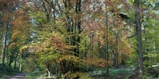 高角度的秋天树叶颜色上的树木在苏格兰西南部的林地的一个地区。