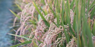 黄澄澄的稻田随风摇曳，清晨时分的台湾。水稻秸秆生短粒作物，有机农作理念。