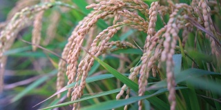 黄澄澄的稻田随风摇曳，清晨时分的台湾。水稻秸秆生短粒作物，有机农作理念。