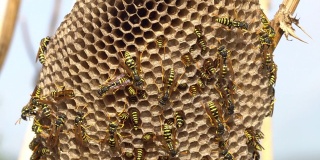 黄蜂在干燥的蓟上筑巢，幼虫在细胞内