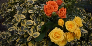 花园里有橙色和黄色的玫瑰。微风。玫瑰在绿色的背景上盛开。抒情的心情