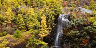 美丽的瀑布来自融化的雪山在秋季黄松林，瀑布与秋叶在亚丁自然保护区，中国四川