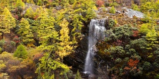 美丽的瀑布来自融化的雪山在秋季黄松林，瀑布与秋叶在亚丁自然保护区，中国四川