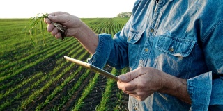 一位农民正在用Ipad检查一株小麦和根系。
