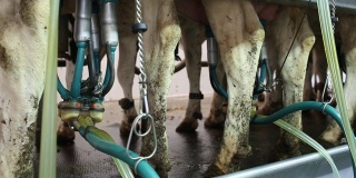 奶牛场里有挤奶机的奶牛