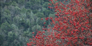 阿根廷巴塔哥尼亚山上的红树。