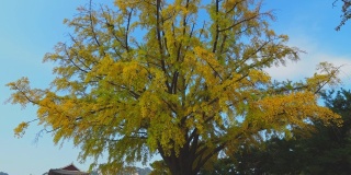景福宫的银杏树，秋高气爽，韩国首尔的秋叶，自然的概念