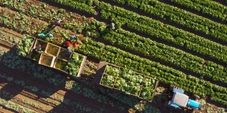 农场工人在大型蔬菜农场收割生菜的垂直鸟瞰图
