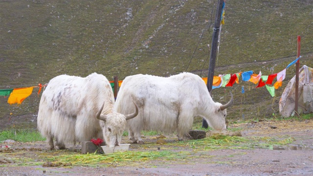 中国青海省拉积山的牦牛在吃草。