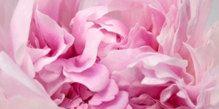 美丽的粉红牡丹背景。户外盛开的牡丹花，时光流逝，特写。宏
