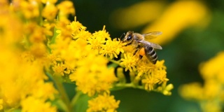 阳光明媚的夏日里，勤劳的小蜜蜂在采集花粉
