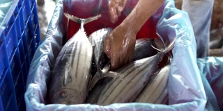 印尼鱼市的一桶新鲜金枪鱼