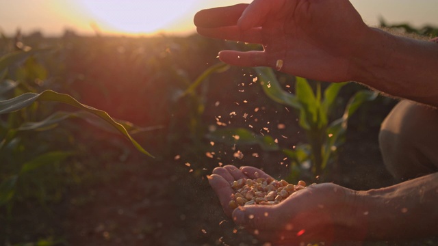 日落时分，农民在田里拔玉米粒